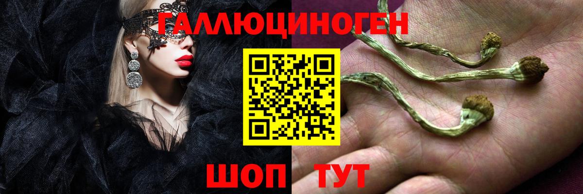 Кызыл  Галлюциногенные грибы Psilocybe  Вход с VPN 